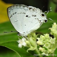 Hypolycaena